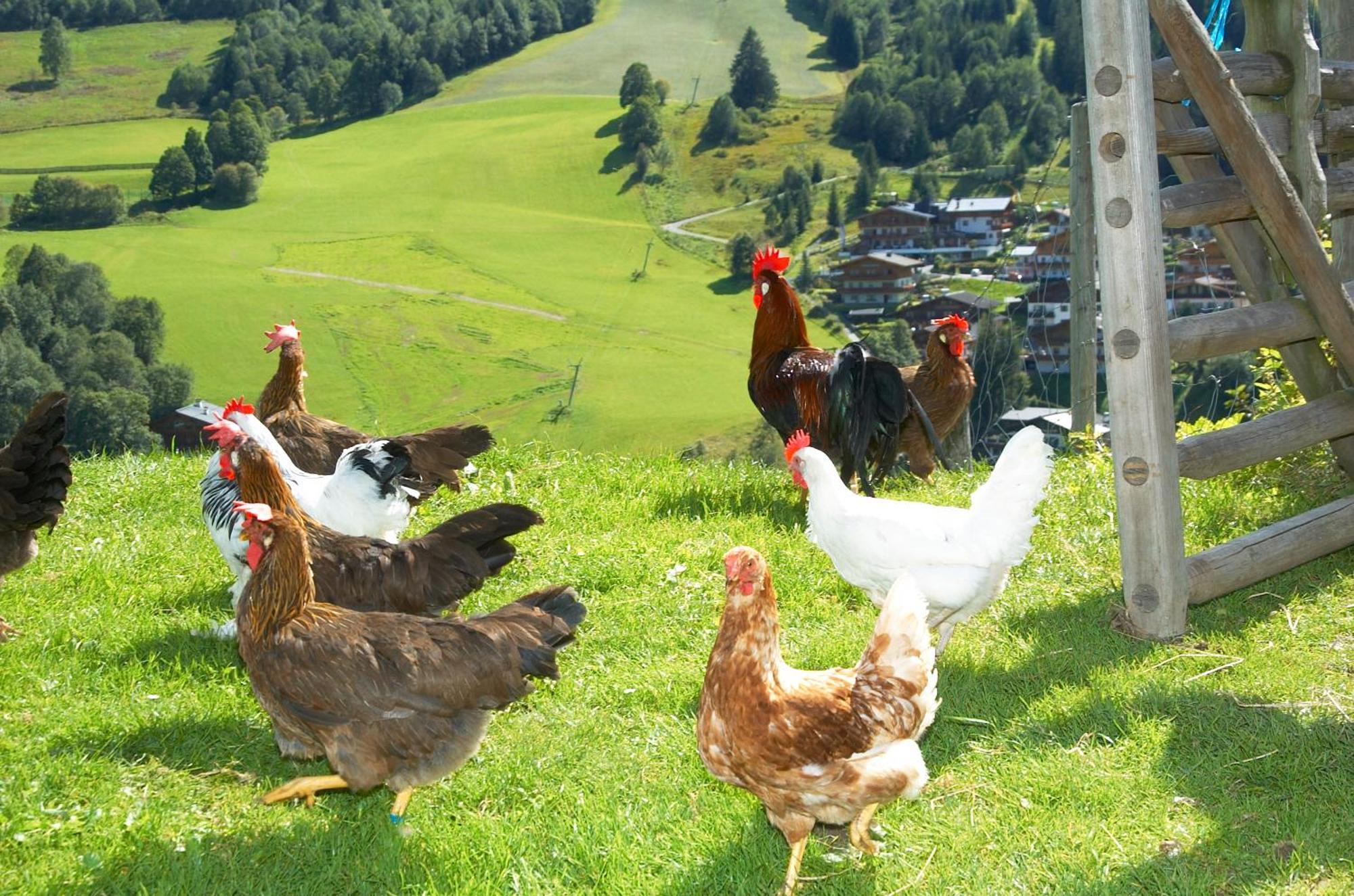 Feriengut Hasenau Aparthotel Saalbach-Hinterglemm Exterior foto